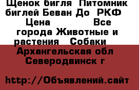 Щенок бигля. Питомник биглей Беван-До (РКФ) › Цена ­ 20 000 - Все города Животные и растения » Собаки   . Архангельская обл.,Северодвинск г.